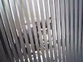 黒豆柴まめすけ　黒柴興奮まめ抑える.MOV