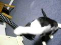 videos de Kitty Rocks