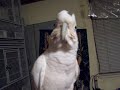Magoo the Goffin talking