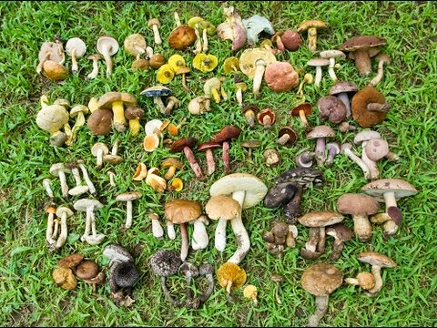 how to know edible mushrooms