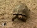 Weird Turtle Collection
