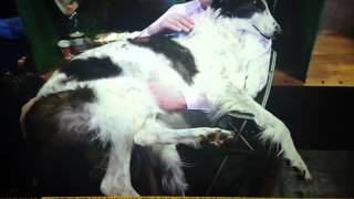 Sky News, Do Dogs Like Hugs