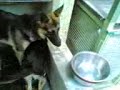 shepard pets