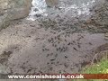 Disturbance Video