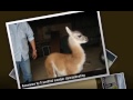 Road Trip on Route 40 - Bariloche, Argentina (route 40 argentina, road trip ruta 40)