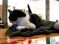 Strap on catnip