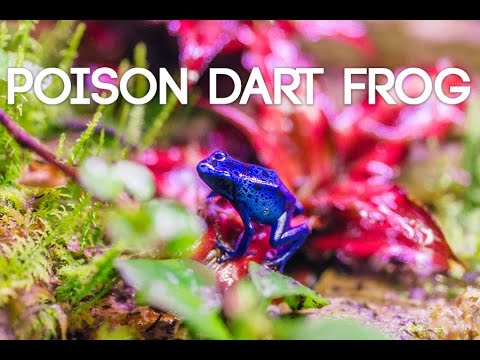 YouTube reptile video
