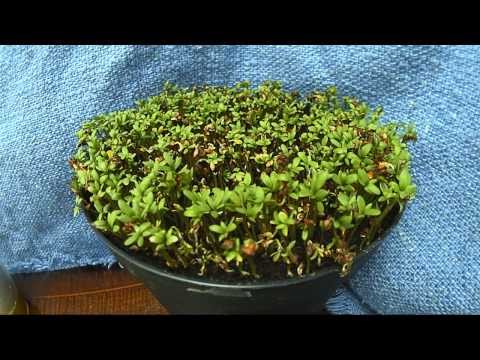 how to harvest cress