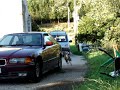 american staffordshire terrier paloma