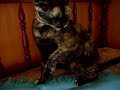 Gata possuida pelo demonio / Cat possessed by the demon
