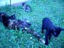 Babykatze Kuzco spielt