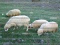 Almus Resimler Slayt