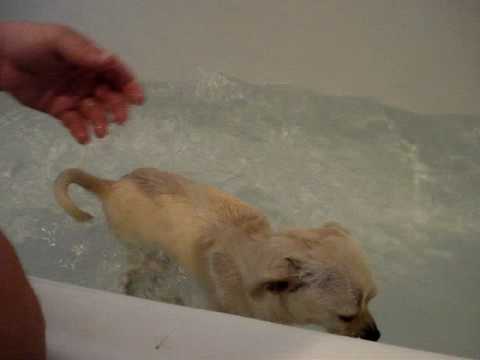 Wet Chiuhuahua