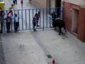 vacas!! ambell 2008