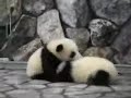 Wrestling twin baby pandas