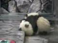 Wrestling twin baby pandas 