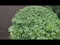 HOW TO: Shear a Burning Bush