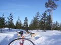 Husky sledging in Kakslauttanen, Saariselk�, Finland