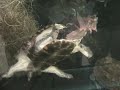 Shedd Aquarium, Chicago Illinois (Part 2)