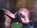 Snakes Frogs Rodents ~Brain Damage~ Snakes Frogs Rodents ~Brain Damage~