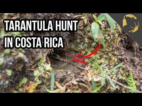 YouTube reptile video