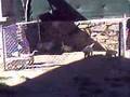 Labrador Retriever video