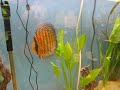 Festival of Fishkeeping 2008 - Wild Discus 1
