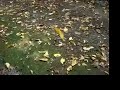 Feuille morte � Schoppenwihr