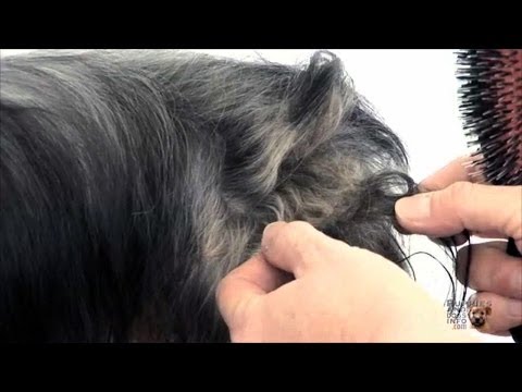 how to whiten dog fur