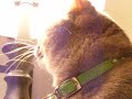 ROXY