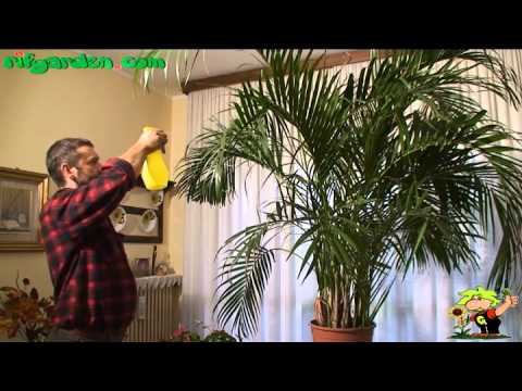 how to replant indoor palm tree