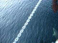 videos de Doubtful Sound Dolphins