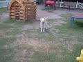 08 Maybe the dog is socially awkward - SS \