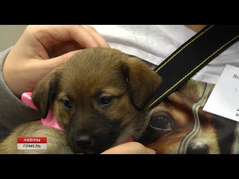 Репортаж: Международный день волонтера видео