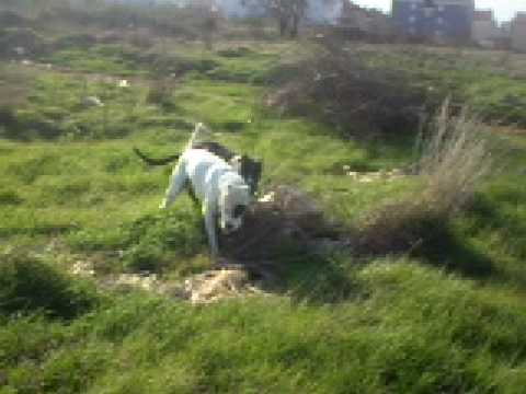 bandog