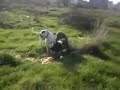Dogo Argentino Engo vs American Bandog Zeus