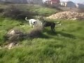 Dogo Argentino Engo vs American Bandog Zeus