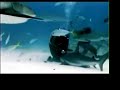 Shark Massage Shark Massage