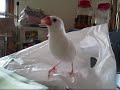 burung berkicau