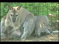 Zoo-to-You: Wallabies