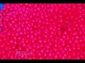 American Gladiators - Yoko falls into the ballpit! American Gladiators - Yoko falls into the ballpit!