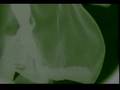Alice in Chains - Sea of Sorrow Original