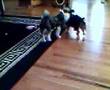 Chinese Crested video