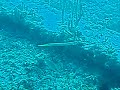 Tenneco trumpetfish 8-9-09