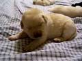 Labrador Retriever video