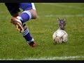 STUPID CATS PART 2