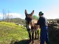 acelerar-la-mula.html