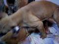 videos de 30.11.08.. tosa puppy2