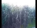 our horror movie at slindon woods