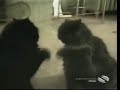 New Funny Cats!!!